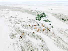 Cattle Crossing The Dry Jamuna Riverbed In Bangladesh