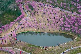 Tourists Enjoy Blooming Plum Blossoms in Chongqing