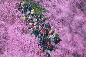 Tourists Enjoy Blooming Plum Blossoms in Chongqing