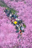 Tourists Enjoy Blooming Plum Blossoms in Chongqing