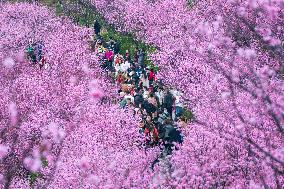 Tourists Enjoy Blooming Plum Blossoms in Chongqing