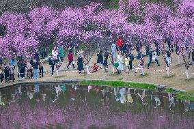 Tourists Enjoy Blooming Plum Blossoms in Chongqing