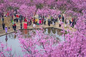 Tourists Enjoy Blooming Plum Blossoms in Chongqing