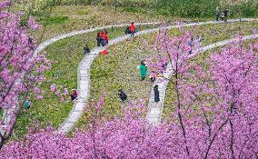 Tourists Enjoy Blooming Plum Blossoms in Chongqing