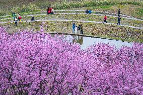 Tourists Enjoy Blooming Plum Blossoms in Chongqing