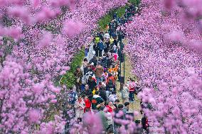 Tourists Enjoy Blooming Plum Blossoms in Chongqing