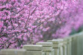 Tourists Enjoy Blooming Plum Blossoms in Chongqing