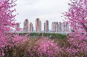 Tourists Enjoy Blooming Plum Blossoms in Chongqing