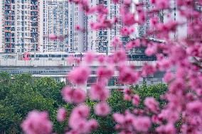 Tourists Enjoy Blooming Plum Blossoms in Chongqing