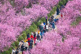 Tourists Enjoy Blooming Plum Blossoms in Chongqing