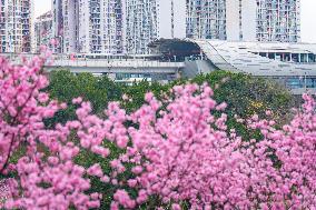 Tourists Enjoy Blooming Plum Blossoms in Chongqing