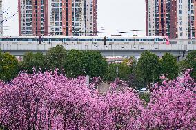 Tourists Enjoy Blooming Plum Blossoms in Chongqing