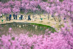 Tourists Enjoy Blooming Plum Blossoms in Chongqing