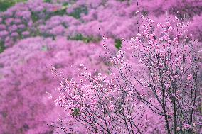 Tourists Enjoy Blooming Plum Blossoms in Chongqing