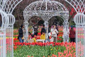 Tulips