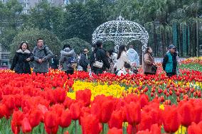 Tulips