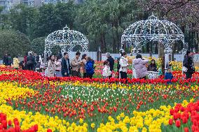 Tulips