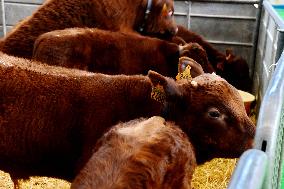 International Agricultural Exhibition - Paris