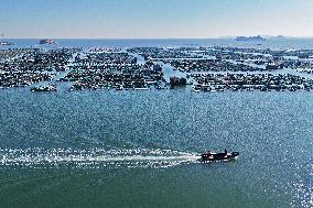 Mariculture