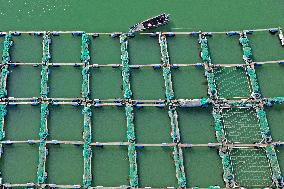 Mariculture