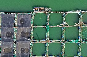Mariculture