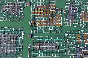 Mariculture