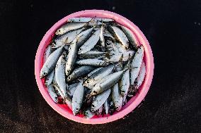 Tanjung Luar Fish Market In Lombok, Indonesia