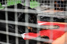 Illustration Agriculturel Fair - Paris