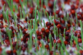 Microgreens