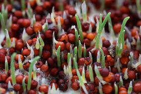 Microgreens