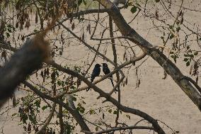 India Squirrel