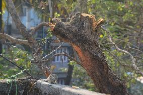 India Squirrel