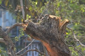 India Squirrel