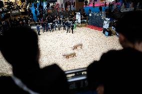 Illustration of the Agricultural Show - Paris AJ