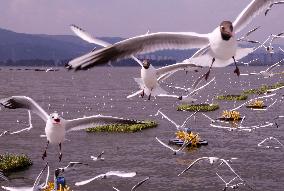 Dianchi Lake in Kunming