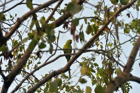 India Animal Bird Parrot