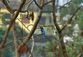 White-throated Kingfisher Bird