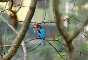 White-throated Kingfisher Bird