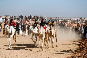 Camel Racing Festival - Egypt