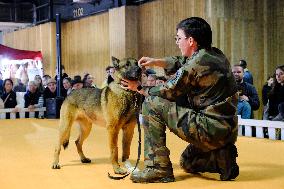 Agricultural Fair - Paris