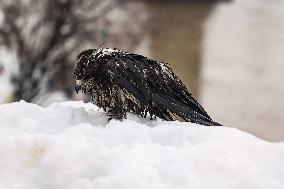 Snowfall In Kashmir