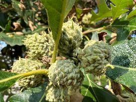 Acorns On A Mongolian Oak Tree