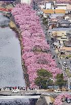 Early cherry blossoms in Japan