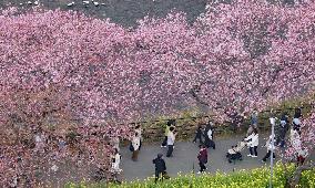 Early cherry blossoms in Japan
