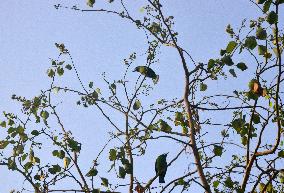 Birds In India