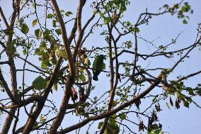 Birds In India