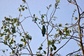 Birds In India