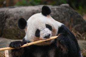 Giant Panda Ji LAN