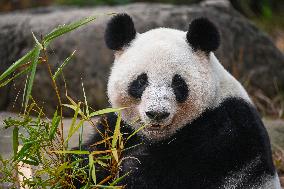 Giant Panda Ji LAN