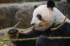 Giant Panda Ji LAN
